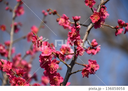 赤い梅の花 136858058
