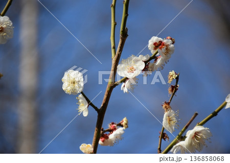 白い梅の花 白い梅の花 136858068
