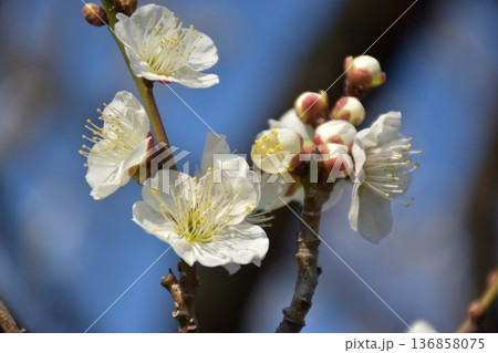 白い梅の花 白い梅の花 136858075