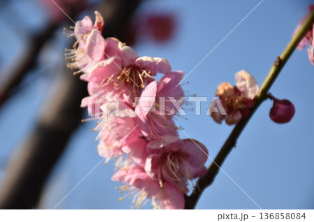 青空を背景にした紅梅の花 136858084
