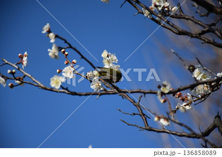 咲き始めた梅の花とメジロ 咲き始めた梅の花とメジロ 136858089