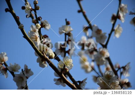 梅の蜜を吸うメジロ 136858110