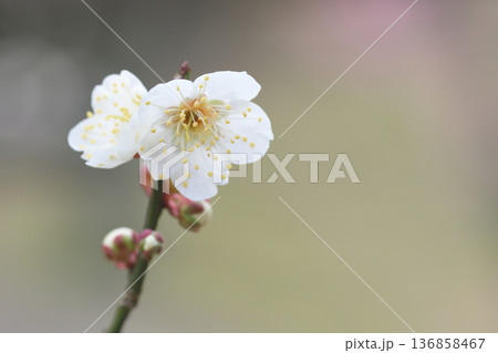 春の訪れを予感させる梅のつぼみと白梅の花 136858467