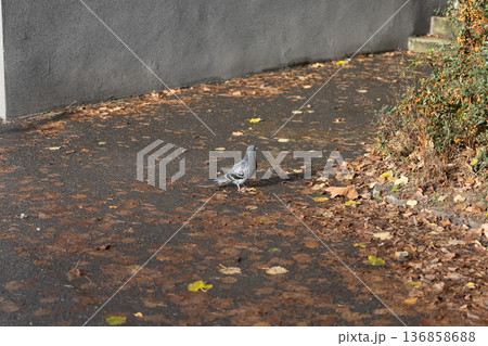 Pigeon walking on a sidewalk covered with autumn leaves in a quiet area Pigeon walking on a sidewalk covered with autumn leaves in a quiet area 136858688