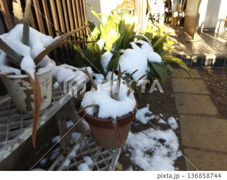 雪が積もったアロエベラ 雪が積もったアロエベラ 136858744