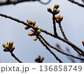 未だ固い蕾河津桜 未だ固い蕾河津桜 136858749