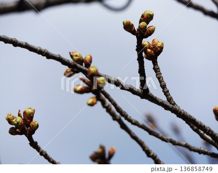 未だ固い蕾河津桜 136858749