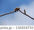未だ固い蕾河津桜 未だ固い蕾河津桜 136858750