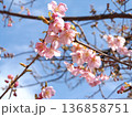 駅前の河津桜が咲き進む 駅前の河津桜が咲き進む 136858751