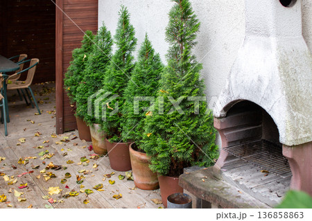 Lush green trees line a cozy outdoor patio in autumn season 136858863