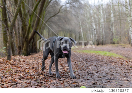 Dog walking along a forest trail in autumn with fallen leaves Dog walking along a forest trail in autumn with fallen leaves 136858877