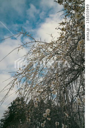 四季を感じる春の花　梅の花 136858949