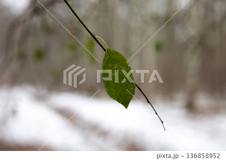 Green leaf hanging on a branch in a snowy forest during winter months 136858952