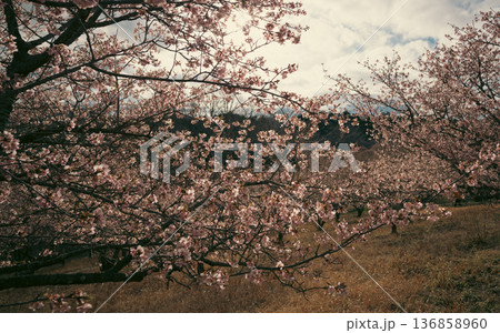 四季を感じる春の花 河津桜の花 四季を感じる春の花 河津桜の花 136858960