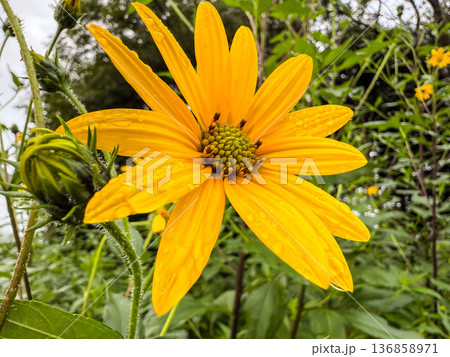 9月の菊芋の花 136858971