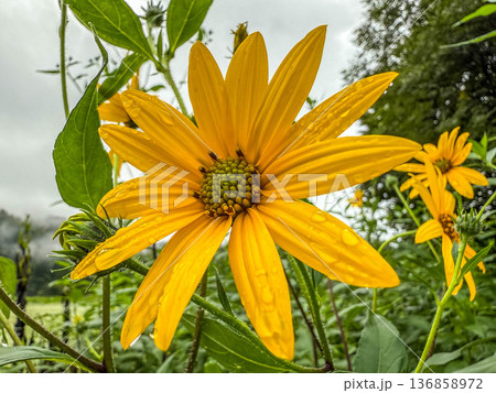 9月の菊芋の花 9月の菊芋の花 136858972