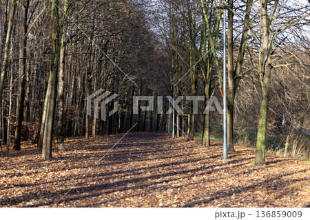 Pathway through trees in a quiet park during autumn season Pathway through trees in a quiet park during autumn season 136859009