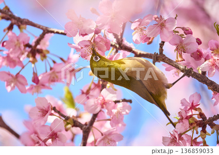 桜の花の蜜を吸うメジロ 桜の花の蜜を吸うメジロ 136859033