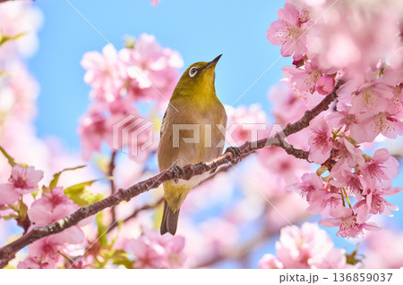 桜の花の蜜を吸うメジロ 桜の花の蜜を吸うメジロ 136859037
