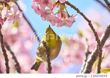 桜の花の蜜を吸うメジロ 桜の花の蜜を吸うメジロ 136859039
