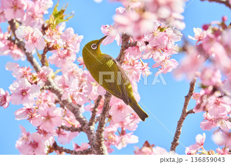 桜の花の蜜を吸うメジロ 136859043