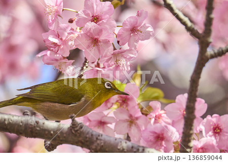 桜の花の蜜を吸うメジロ 136859044