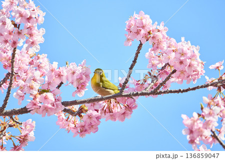 桜の花の蜜を吸うメジロ 桜の花の蜜を吸うメジロ 136859047