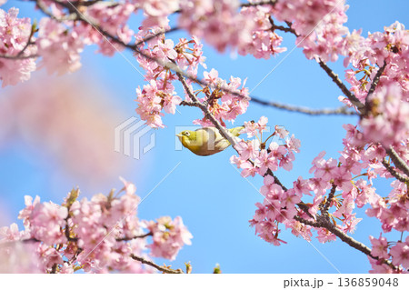 桜の花の蜜を吸うメジロ 桜の花の蜜を吸うメジロ 136859048