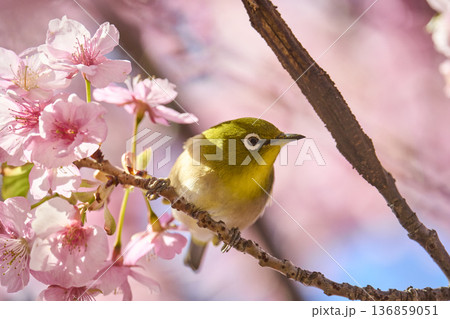 桜の花の蜜を吸うメジロ 桜の花の蜜を吸うメジロ 136859051