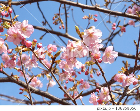 開花が進む稲毛海岸駅前河津桜 開花が進む稲毛海岸駅前河津桜 136859056
