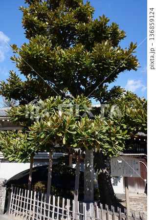 愛知県　豊川稲荷・妙厳寺庭園のタイサンボク 136859124