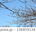 未だ固い蕾河津桜 未だ固い蕾河津桜 136859138
