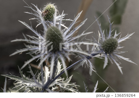 A bee perches gracefully upon the Sea Holly, a true marvel of the garden. With its sharp, architectural silhouette and ethereal steel-blue glow. A bee perches gracefully upon the Sea Holly, a true marvel of the garden. With its sharp, architectural silhouette and ethereal steel-blue glow. 136859264