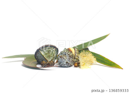 Aromatic eucalyptus fruits gumnuts, flower and green eucalipto leaves on white background 136859333