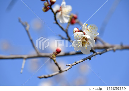春の訪れを告げる梅の花 春の訪れを告げる梅の花 136859389