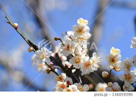 春の訪れを告げる梅の花 春の訪れを告げる梅の花 136859390