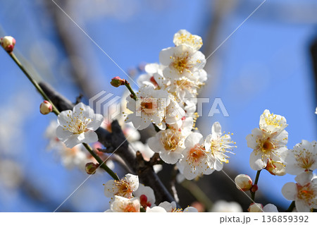 春の訪れを告げる梅の花 136859392