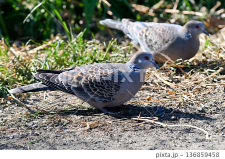 キジバト 136859458