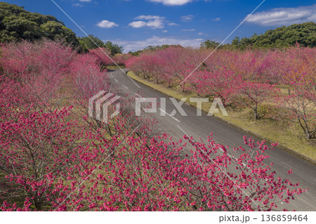 崎原さくら通り - 奄美大島の圧巻のカンヒザクラ並木 136859464