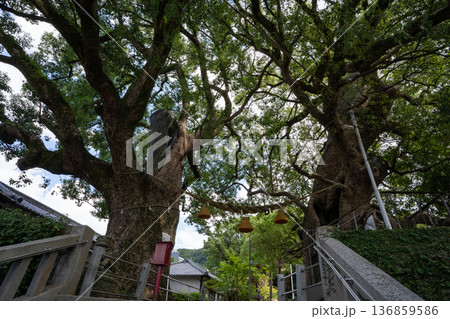 山王神社の被爆クスノキ（長崎市） 136859586