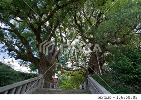 山王神社の被爆クスノキ(長崎市) 山王神社の被爆クスノキ(長崎市) 136859588