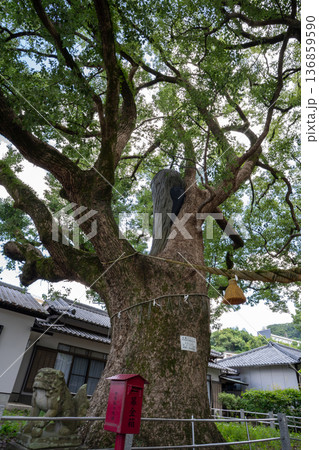 山王神社の被爆クスノキ(長崎市) 山王神社の被爆クスノキ(長崎市) 136859590