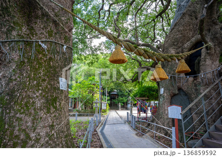 山王神社の被爆クスノキ(長崎市) 山王神社の被爆クスノキ(長崎市) 136859592