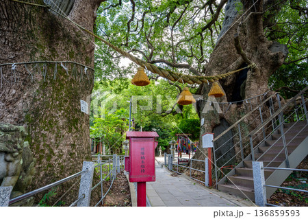 山王神社の被爆クスノキ(長崎市) 山王神社の被爆クスノキ(長崎市) 136859593