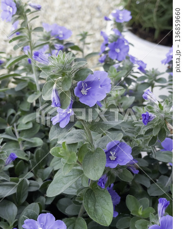 Natural flower landscaping in home garden 136859660