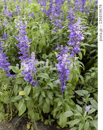 Natural flower landscaping in home garden 136859676