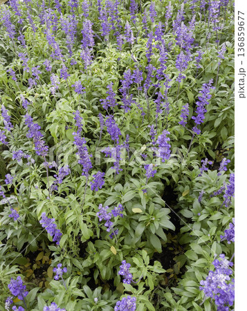 Natural flower landscaping in home garden 136859677