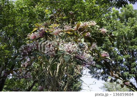 Natural flower landscaping in home garden Natural flower landscaping in home garden 136859684