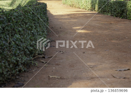 Natural flower landscaping in home garden Natural flower landscaping in home garden 136859696
