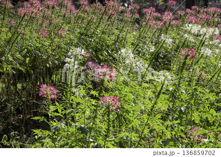 Natural flower landscaping in home garden 136859702
